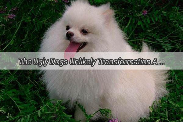 The Ugly Dogs Unlikely Transformation A Tale of Beauty Beyond Appearances